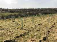 trees planted 